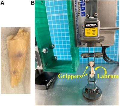 Elastic modulus of cadaveric acetabular labrum correlates with ultrashort echo time (UTE) apparent spin-spin (T2*) and spin-lattice (T1) relaxation times